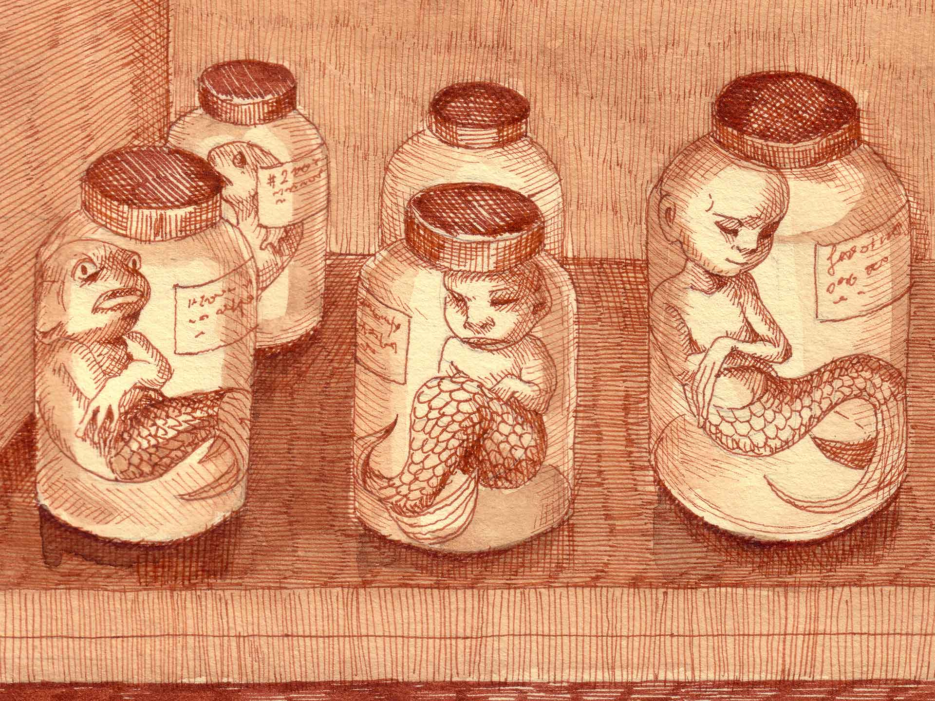 Mermaid Heritage illustration - formaldehyde jars with mermaid fetuses